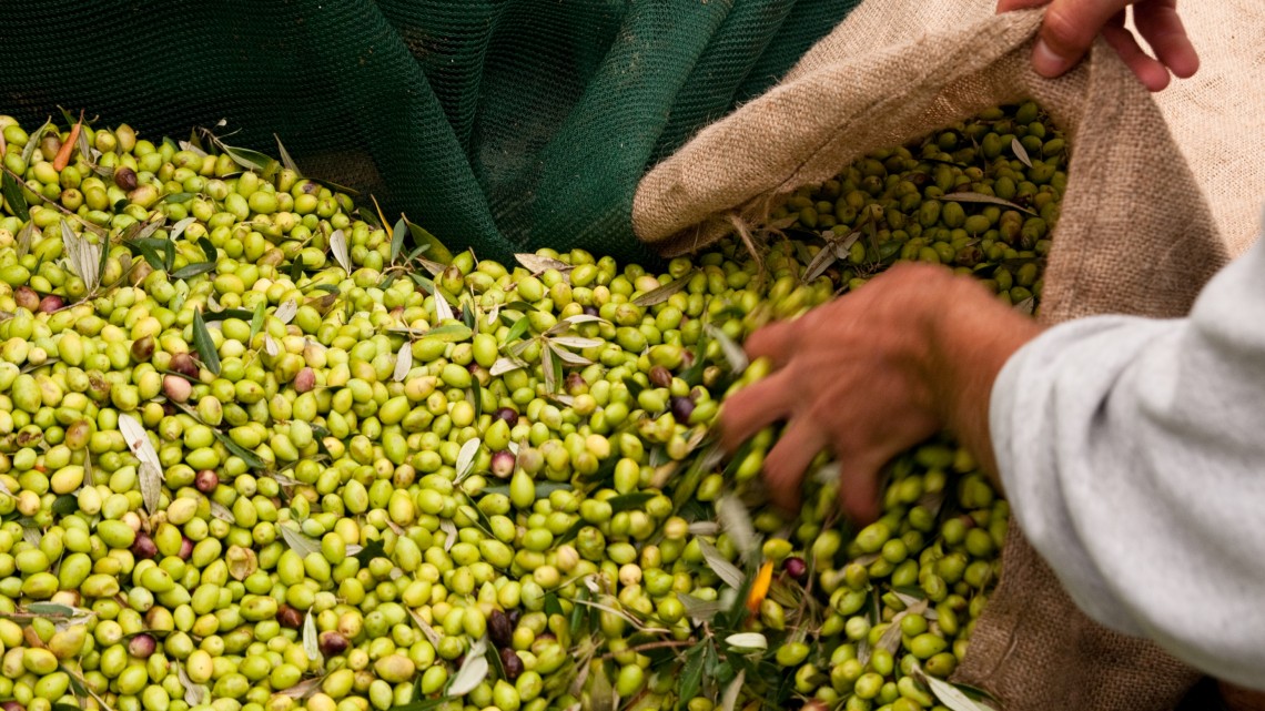 Da Flickr.com, Olive harvesting Costa Navarino, foto di costanavarino, Licenza Creative Commons (CC BY-ND 2.0)
